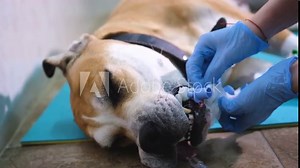The veterinary surgeon places the endotracheal tube into the dog before the operation.