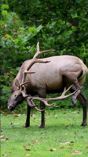 Huge Elk bull has an itch cool antlers shedding velvet