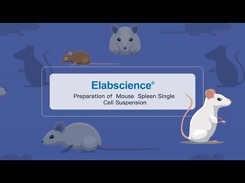 Preparation of Mouse Spleen Single Cell Suspension