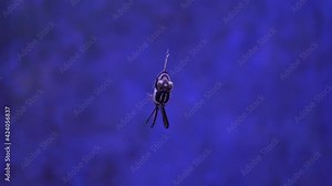 Banggai cardinalfish (Pterapogon kauderni) is small tropical cardinalfish in the family Apogonidae. It is the only member of its genus