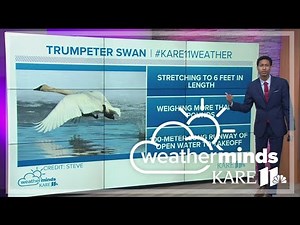 WeatherMinds - The trumpeter swan & albino mallard