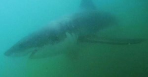 Shark sightings spike in Southern California