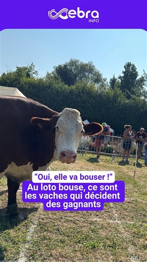 🐮🎟️Deux vaches qui broutent et qui bousent ? Là ou la bouse tombe, la case devient gagnante. C’est le principe du premier loto bouse organisé à Jouvençon, en Bresse bourguignonne, par l’association Jouvençon Fleuri. Une première qui a attiré plusieurs centaines de personnes sur la commune. Reportage. | Vaucluse Matin