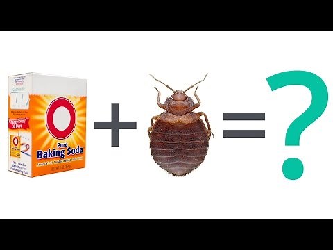 Bed Bug FAQ: Can Baking Soda Kill Bed Bugs?