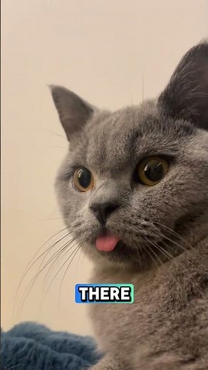 5 Weird Reasons Your Cat Sticks Its Tongue Out 😹👅