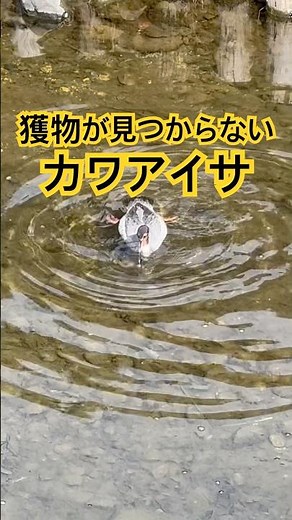 獲物が見つからないカワアイサ #shorts #wildbird 【野鳥動画】