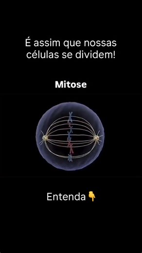 Prof. Fabio Bonifacio - Biologia Nerd on Instagram: "Neste vídeo, acompanhamos a mitose, o processo pelo qual uma célula eucariótica divide seu núcleo e origina duas células-filhas geneticamente idênticas. A sequência começa na prófase, com a condensação dos cromossomos e a formação do fuso mitótico, segue pela metáfase, onde os cromossomos se alinham no plano equatorial, avança para a anáfase, marcada pela separação das cromátides-irmãs, e culmina na telófase, com a reorganização dos núcleos. P