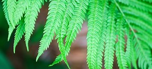 Maintaining Healthy Ferns | DoItYourself.com