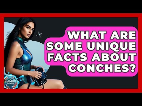 What Are Some Unique Facts About Conches? - The Marine Life Explorer