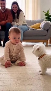 bABY VS MALTESE | develobaby