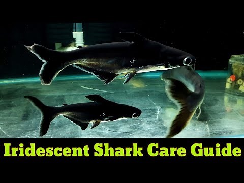 Everything About Iridescent Shark | Iridescent Shark's Tank Mates, Diet, Gender Identification