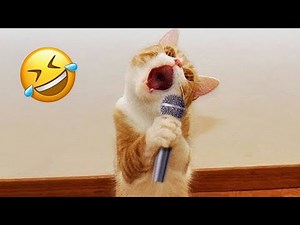 Funniest Animals 2023 😅 Best Funny Cats and Dogs 😹🐶 Part 32
