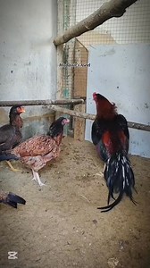 Breeding setup 🥰🥰🥰 | Mudassir Aseels