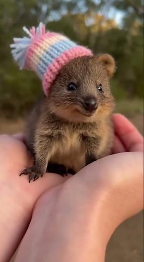 Tiny Quokka Smiling in My Hands 🦘 The Happiest Little Face (POV)