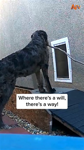 462K views · 4.6K reactions | He's got his priorities straight! 藍 #afv #dogs #funny | America's Funniest Home Videos | Facebook