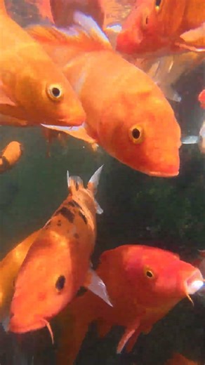 Koi Fish in the Pond #shorts