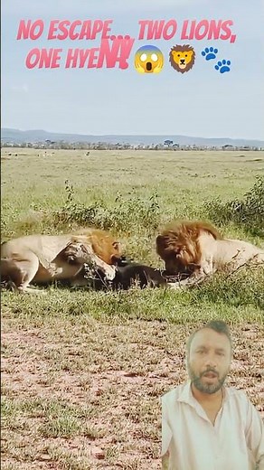 Caught Between Two Lions! 🦁🦁😱 The Hyena’s Wildest Moment