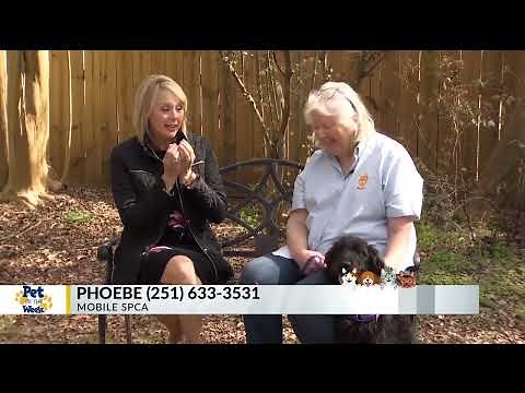 Pet of the Week: Phoebe, the precious Labradoodle