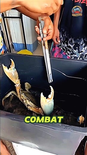 ANGRY CRAB FIGHTS BACK 🦀 - REAL CRUSTACEAN COMBAT MODE #crab #crabattack #crustacean