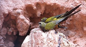 Burrowing Parakeet Cyanoliseus patagonus Guachipas, Salta, Argentina 🇦🇷 | North Africa Parrot Services
