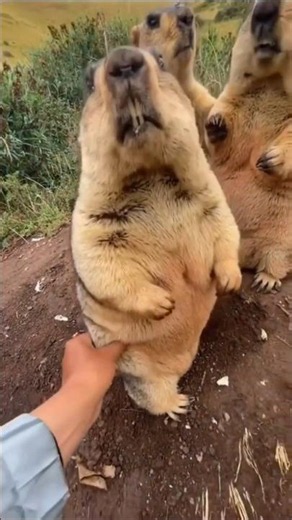 These Animal Secrets Are Shoking