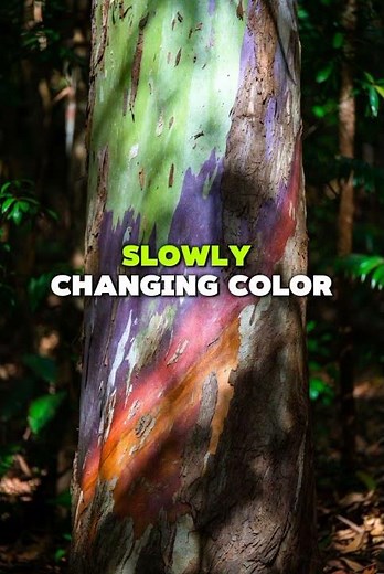 Rainbow Trees of the Philippines 🌈 | Nature’s Most Colorful Forest (100% Real) l TravelTally