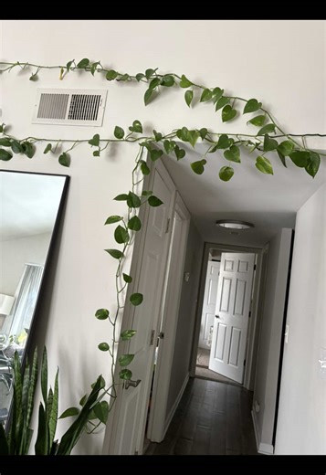 How many days till Spring?? #PlantTok #winter #gardening #fyp #foryou