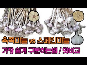 육쪽마늘vs스페인마늘 가장쉽게구분하는법 맛비교
