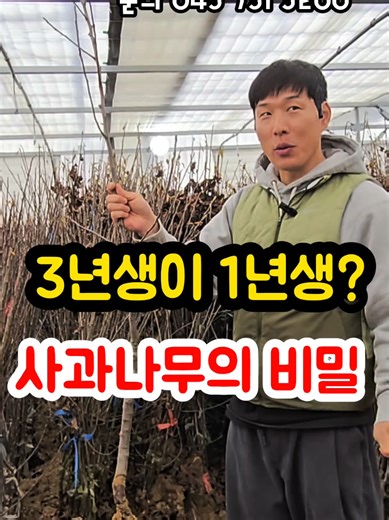 사과나무 묘목 가격 비밀을 파헤치다