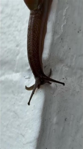 Found an alien on my house today…. #funny #slug #snail #wildlife #ocala #florida