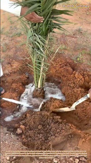 Culture du palmier dattier : mise en place de nouveaux arbres en milieu aride