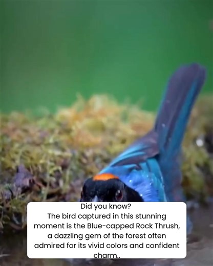The bird captured in this stunning moment is the Blue-capped Rock Thrush, a dazzling gem of the forest often admired for its vivid colors and confident charm. The male’s brilliant cobalt-blue plumage paired with a burnt-orange crown and tail makes it one of the most visually striking birds in the Asian highlands. This vivid contrast allows it to stand out beautifully against mossy rocks and forest greenery, as if nature itself painted it with precision and pride. Beyond its beauty, the Blue-capp