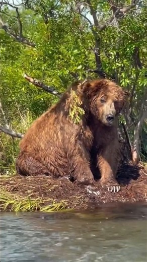 🐻 Massive Alaskan Brown Bear Fishing for Dinner on the Alagnak River! 🐟 #viral #bear #fyp #shorts