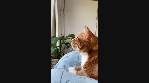 Cat Clicks While Staring at Birds Through Window