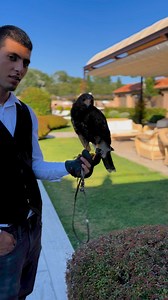 #Hawk seagull killer #HawkTuah | Scragg Lee