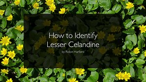 51 reactions · 8 comments | HOW TO IDENTIFY LESSER CELANDINE Ficaria...