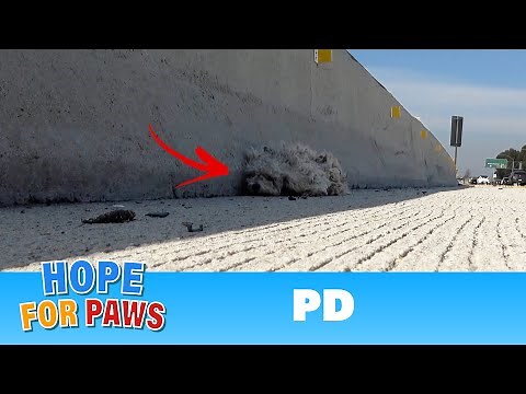 Injured dog laid on the freeway for 24 hours and just waited to die 😰 #dog
