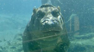 Baby hippo makes a splash at US zoo