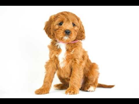 For Adoption! "Scout" - Cute & Confident Cavapoo Ms. Pink from Jael & Chaplin