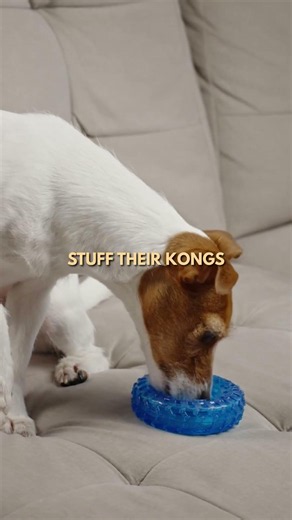 Rainy days don't have to be boring. Keep your dog active with fun indoor activitie.🐶🌧️