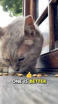 Cat Owners Are Making This Food Mistake!