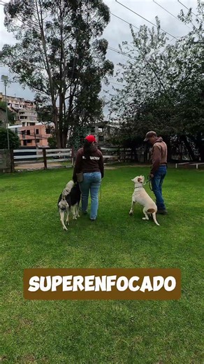 The dog should be focused on the handler… #education #dogs #training