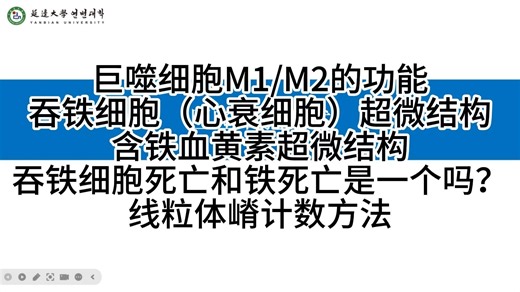 【透射电镜超微结构42】巨噬细胞M1/M2的功能 吞铁细胞（心衰细胞）超微结构 含铁血黄素超微结构 吞铁细胞死亡和铁死亡是一个吗？ 线粒体嵴计数方法