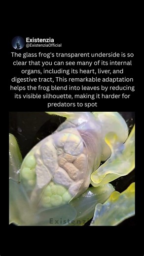 Glass Frog's Transparent Skin Reveals Its Organs