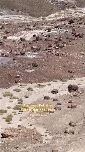 Arizona’s Petrified National Forest 🪵 🏜️