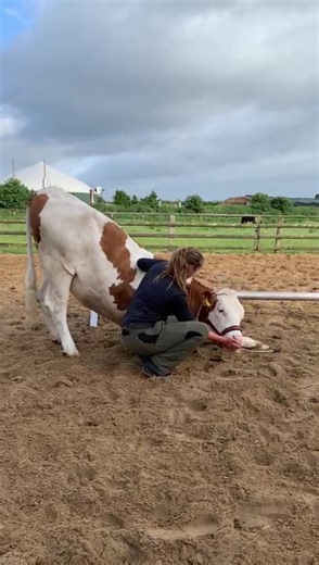 Trick Training Tips for Cows | How to Train Your Cow Easily