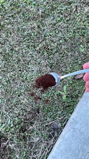 Coffee grounds secret outdoor hack #gardening #lifehack #shorts