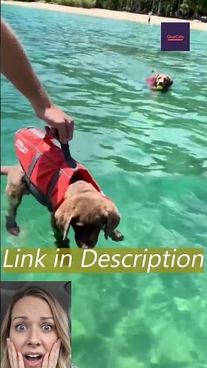 Puppy in Orange Life Jacket Meets the Water for First Time 😍 #puppylife #swimming #shorts