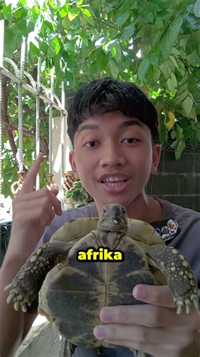 THIS TURTLE GOT LOST IN SPAIN