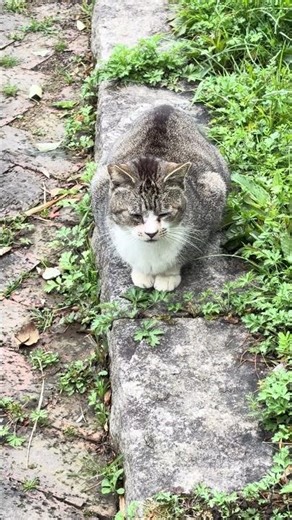#grey #cat #yawning and black cat #kitakyushu #北九州 #japan